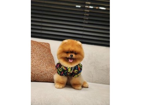 Dünyadaki en iyi pomeranian