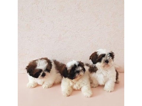 Dünya tatlısı shih tzu yavruları