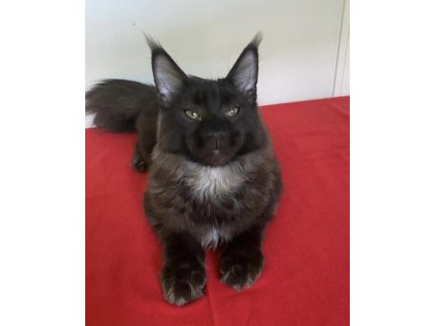 Kocaman maine coon erkek ns