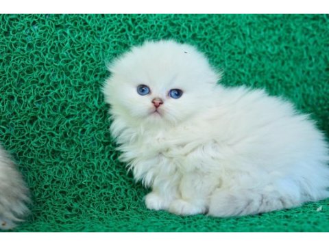 Prensesimiz ns1133 scottish fold longhair 