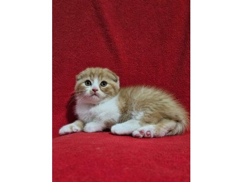 Muhteşem scottish fold bebekler