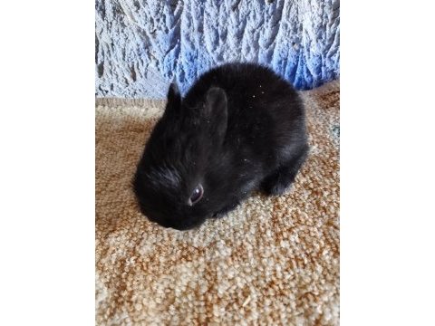 Netherland dwarf hollanda cücesi tavşan