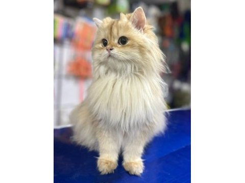 British longhair chocolata golden shell (by12)