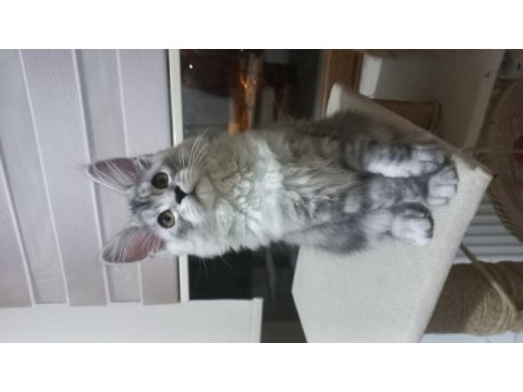 Mucize cattery pet ve üretim için maine coon