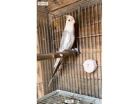 White face erkek 2 yaşında sultan papağanı