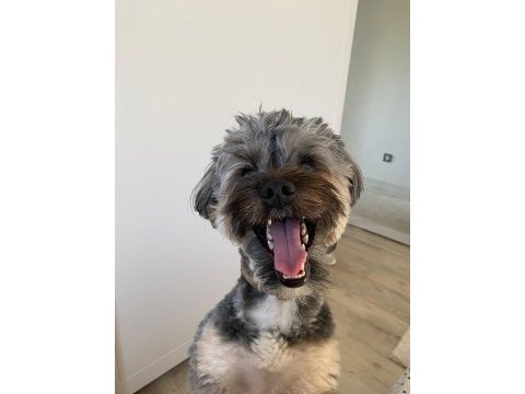 1.5 yaşında yorkshire terrier