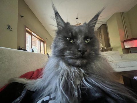Maine coon yetişkin 2 dişi 1 erkek