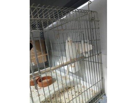 Albino erkek tek sultan papağanı