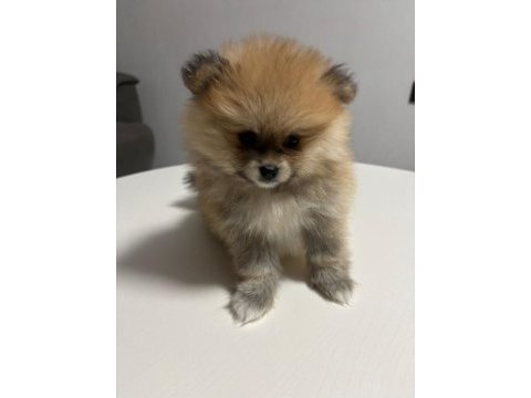 Pomeranian yavrularımıza yuva arıyoruz