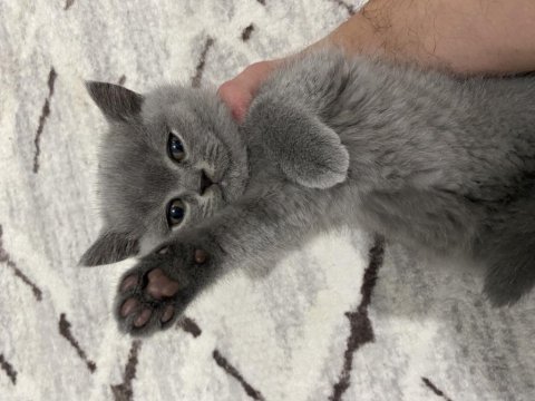 2 aylık kediler eğitimleri verildi sahiplenmeye hazır