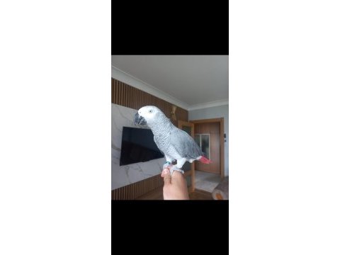 Jako papağanı ele kola gelir