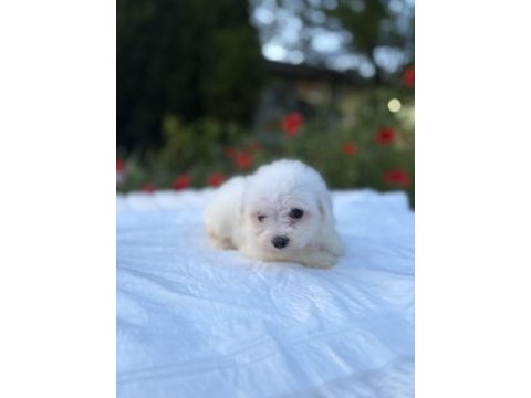 Kar beyaz maltese yavrular