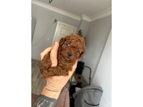 Kore kan red poodle