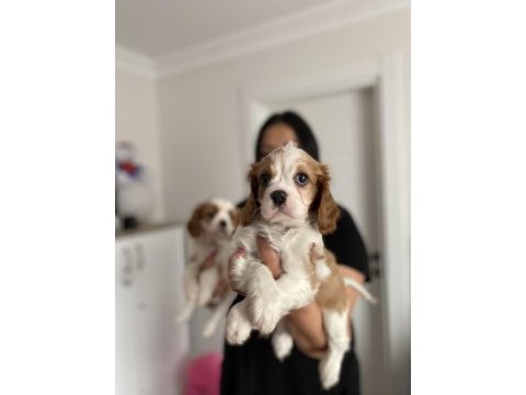 Sağlık ve ırk garantili cavalier king charles yavrularım