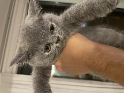 Safkan british shorthair dişi