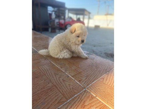 Chow chow köpeğimiz