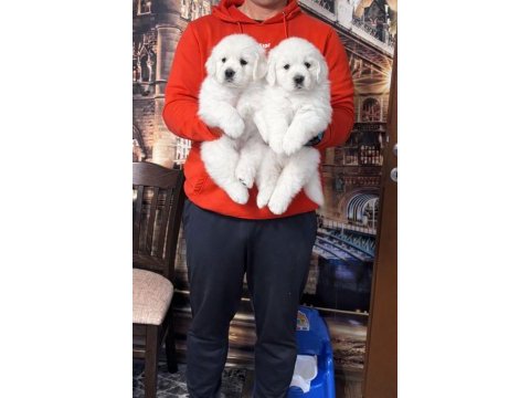 Scrli golden baby face golden retriever