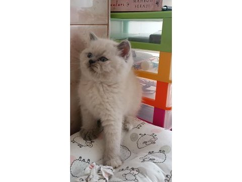 En güzel kediler biziz