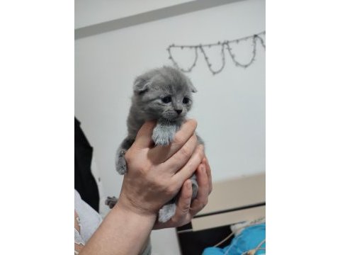 2 aylık scottish fold yavrularımıza yuva arıyoruz