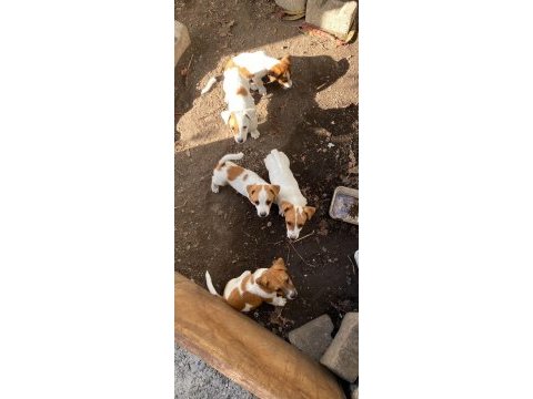 Safkan jack russell
