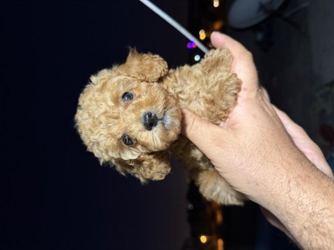 Toy poodle 2 aylık tuvalet eğitimi ve aşıları tam