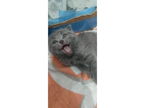 Tatlış british shorthair miniklerimiz