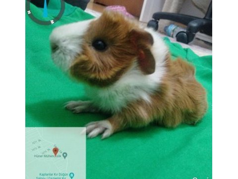 Özel besledigim ginepig yavru