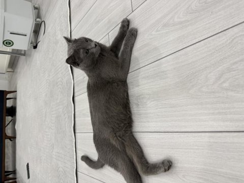 Sevimli kedimiz joniii
