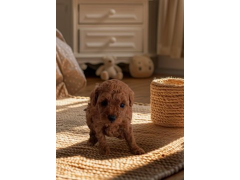 Saf toy poodle nadir kalite