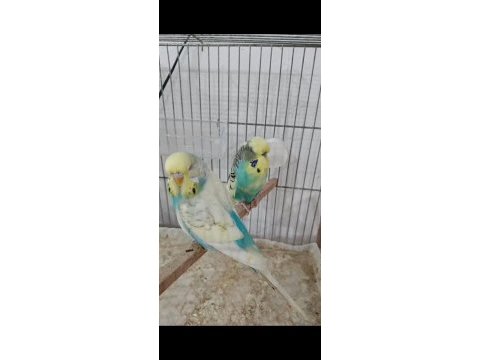 Jumbo muhabbet kuşu
