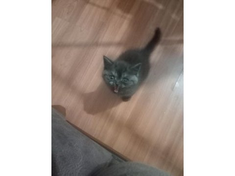 Safkan british shorthair yavru disi
