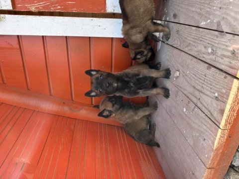 Kaliteden anlayanlar için belçika kurdu