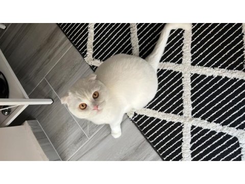 2 yaşında scottish fold oğlum
