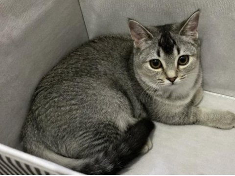 British shorthair dişi 7 aylık