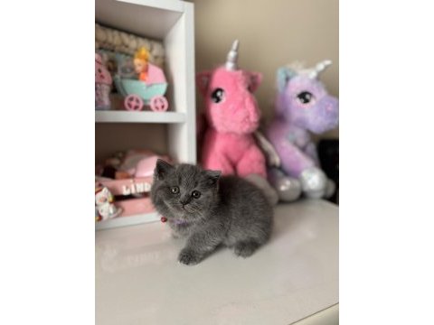 Safkan british shorthair dişi erkek yavrular