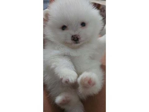 Pomeranian boo bebekler