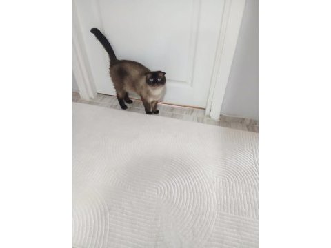 Anne ve oğul kediler yeni yuva arıyorlar