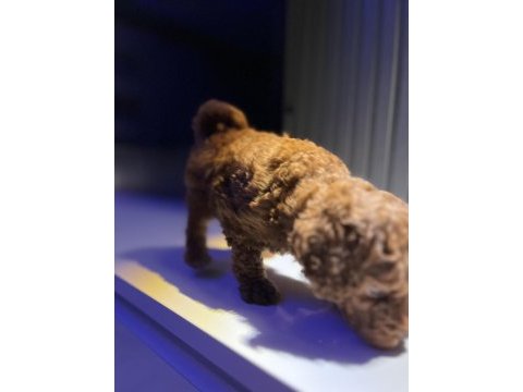 2.5 ayluk tea cup toy poodle kore kan safkan ırk