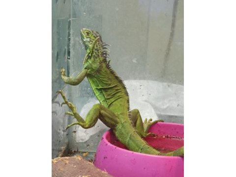 Yasal çipli iguanalar