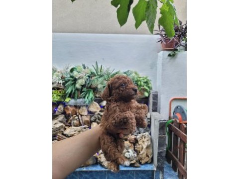 Kore red brown poodle yavrularımız