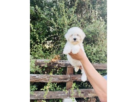 A kalite maltese terrier yavrularımız