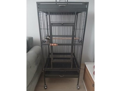 8 aylık jako papağanı