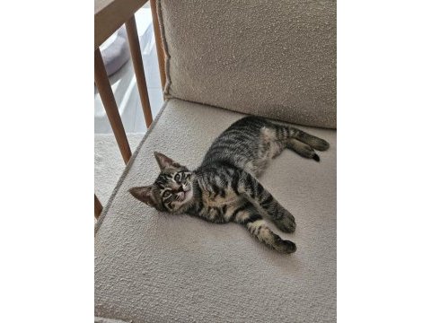 4 adet yavrumuza ömürlük yuva arıyoruz tekir