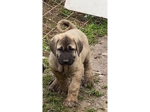 Köpeğimizi sahiplendiriyoruz