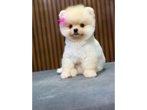 Show kalite pomeranian boo yavrular