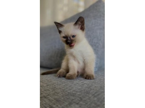 Siyam kedisi yavrular yeni yuva