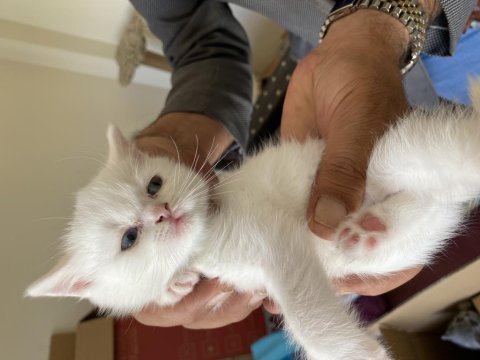 Orijinal scottish fold yavruları