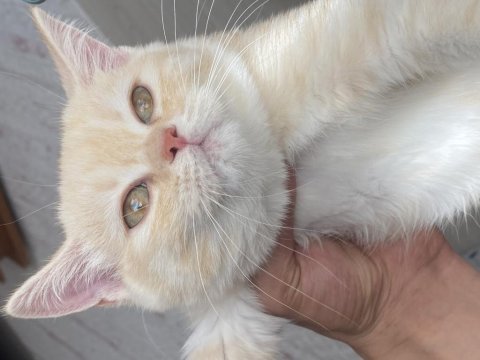 British shorthair yavru 3.5 aylık