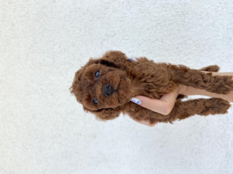 Toy poodle ev doğumlu