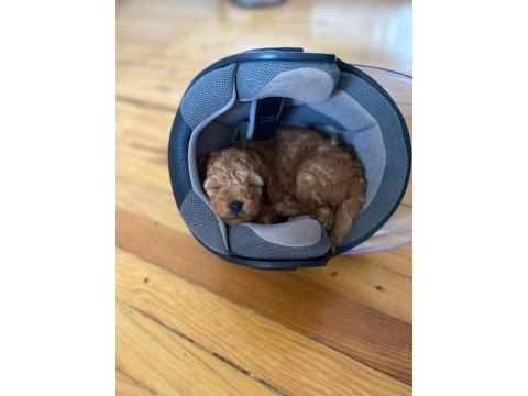 Toy poodle 1 dişi ve 1 erkek